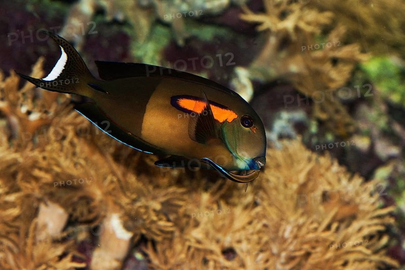 Orange spotted surgeonfish