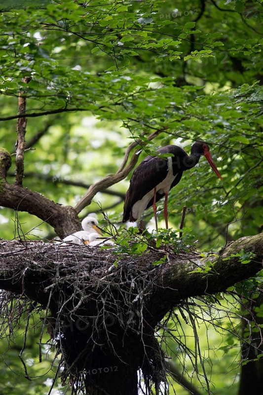 Black Stork