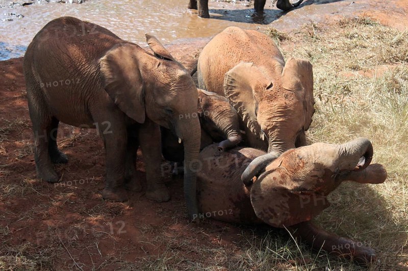Elephant orphans playing