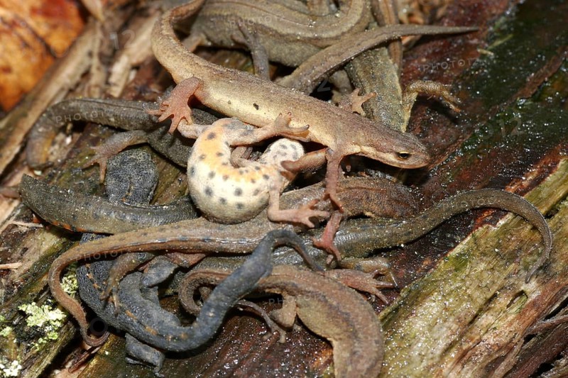 Great Crested Newt