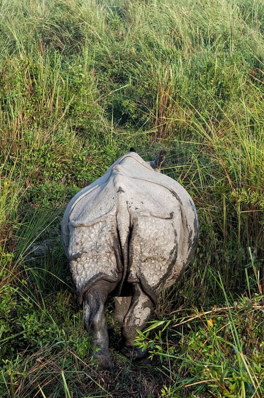 Rear view of an Indian rhinoceros