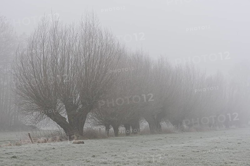 Pollarded Willows