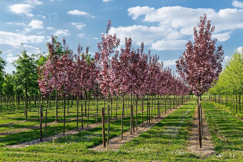 Ornamental Cherry