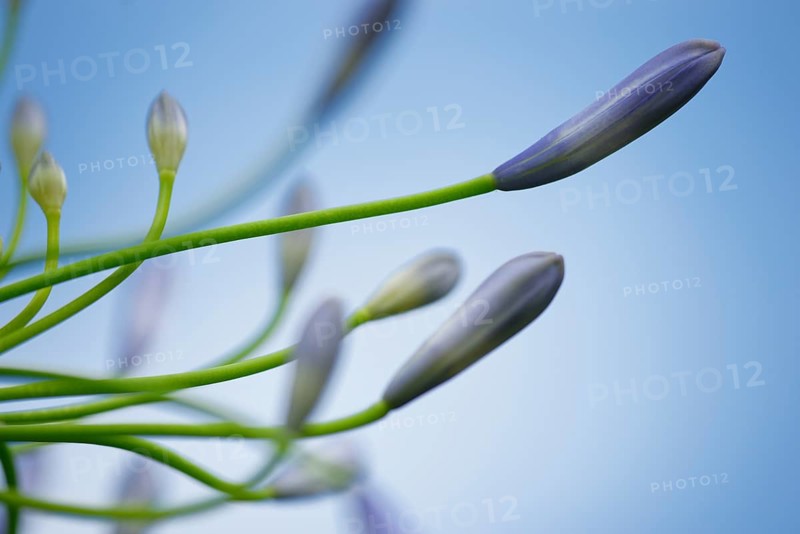 Lilies of the Nile