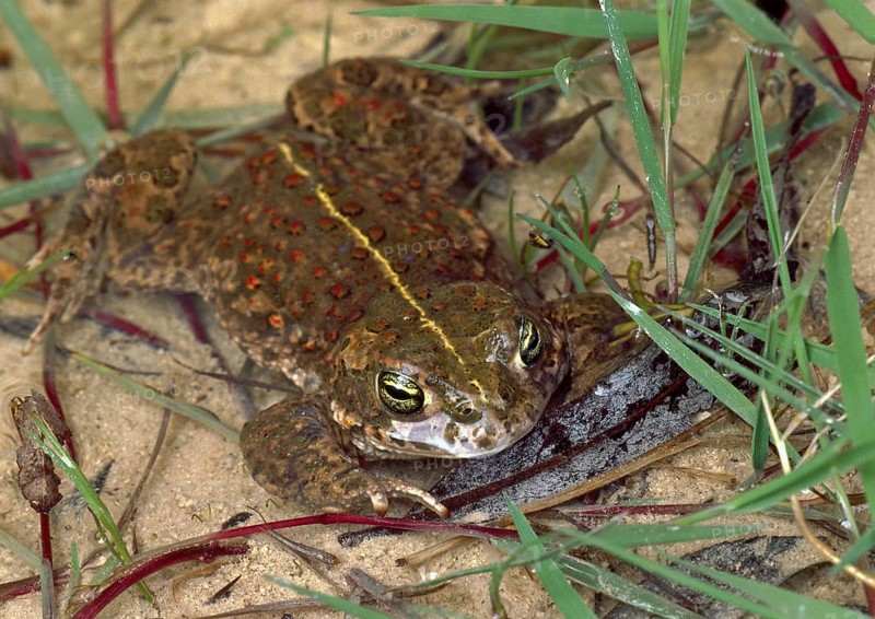 Natterjack Toad