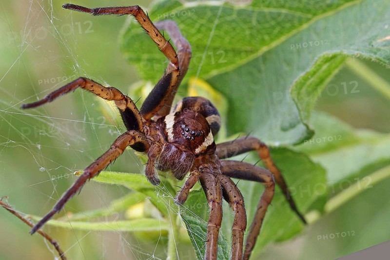 Edged hunting spider