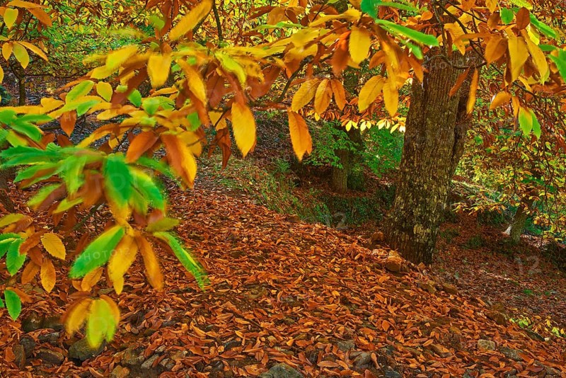 Autumn