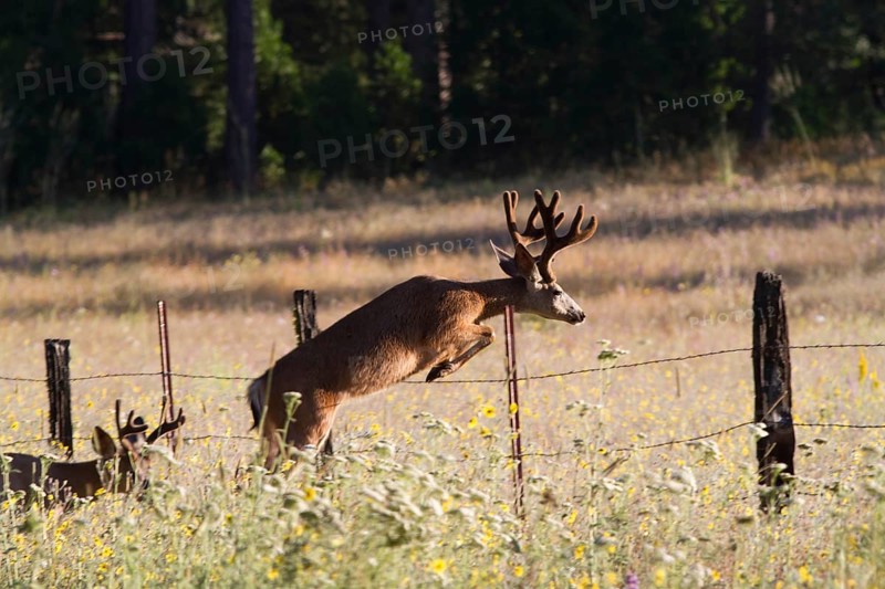 Mule Deer