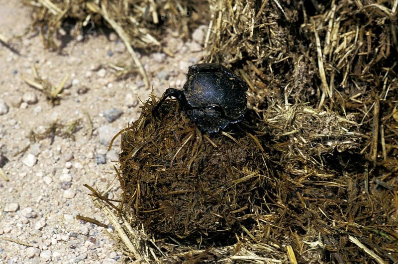 Dung beetle rolling dung ball