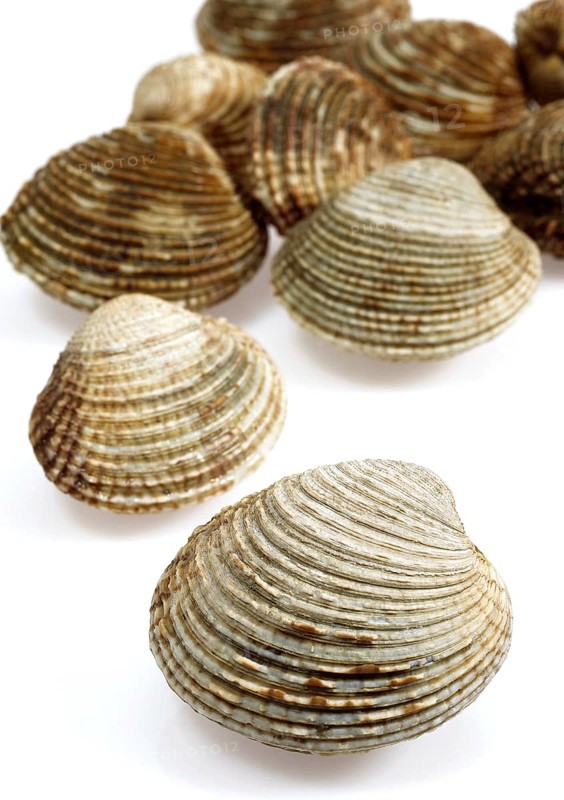 Shell