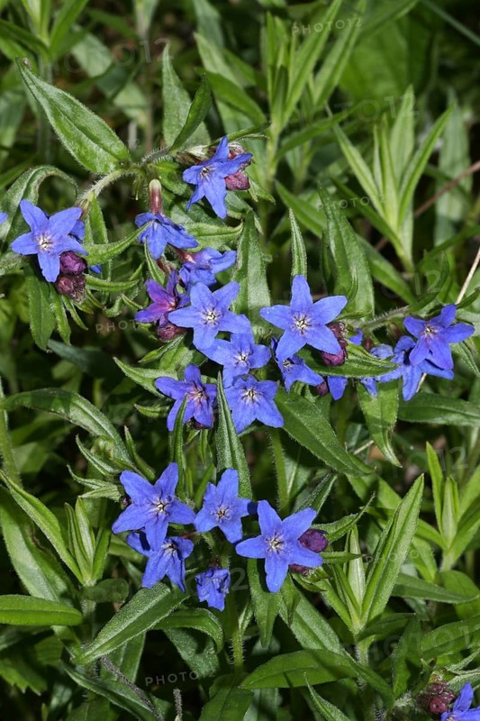Purple saxifrage