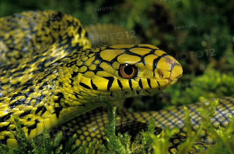 CHINESE KING RATSNAKE elaphe carinata