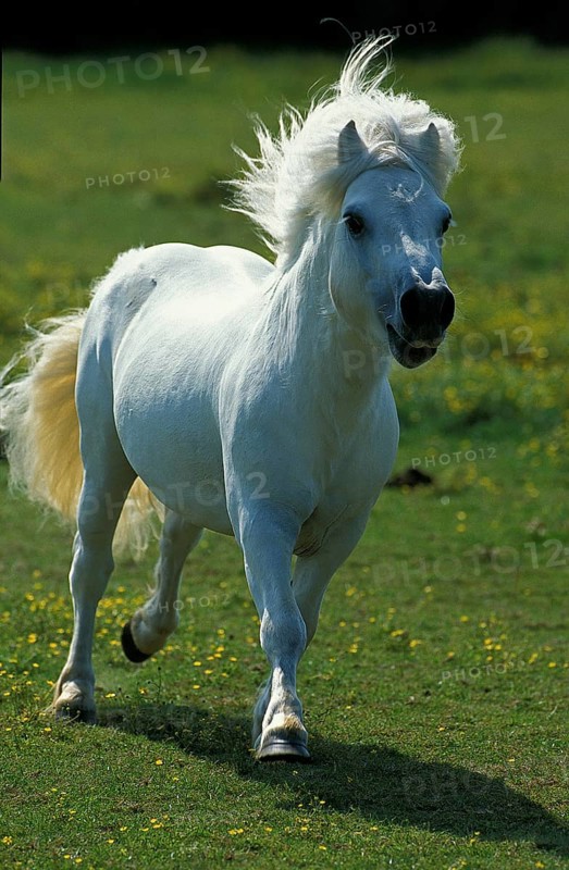 SHETLAND PONY