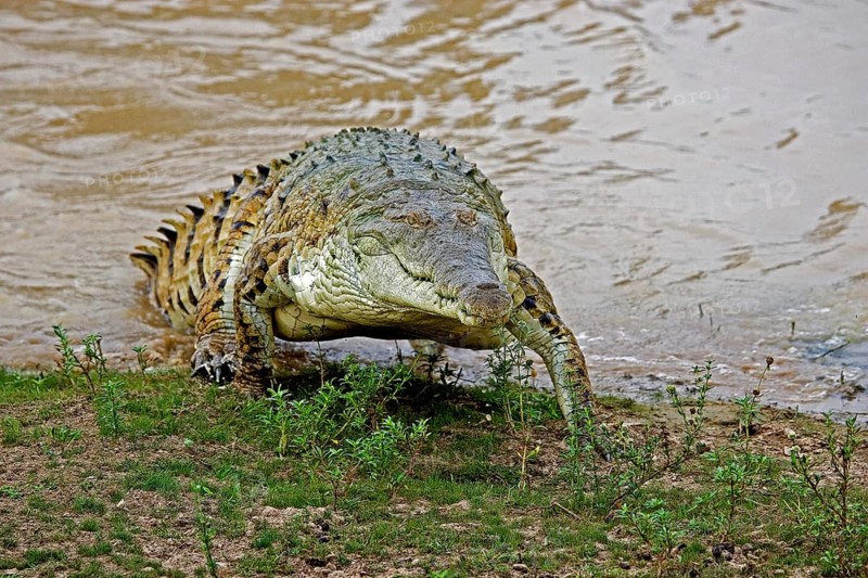 ORINOCO CROCODILE