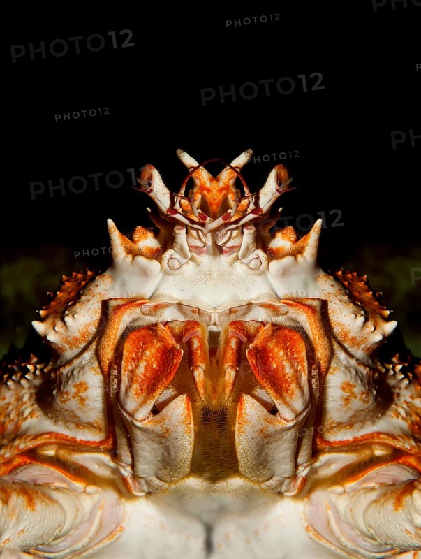 Japanese Spider Crab