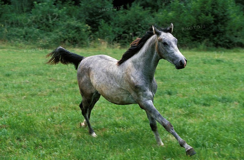 Shagya horse