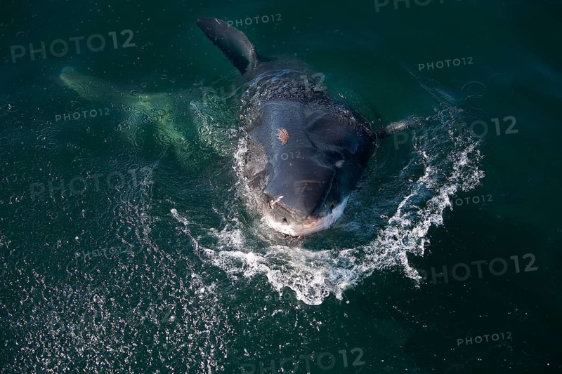 Great white shark
