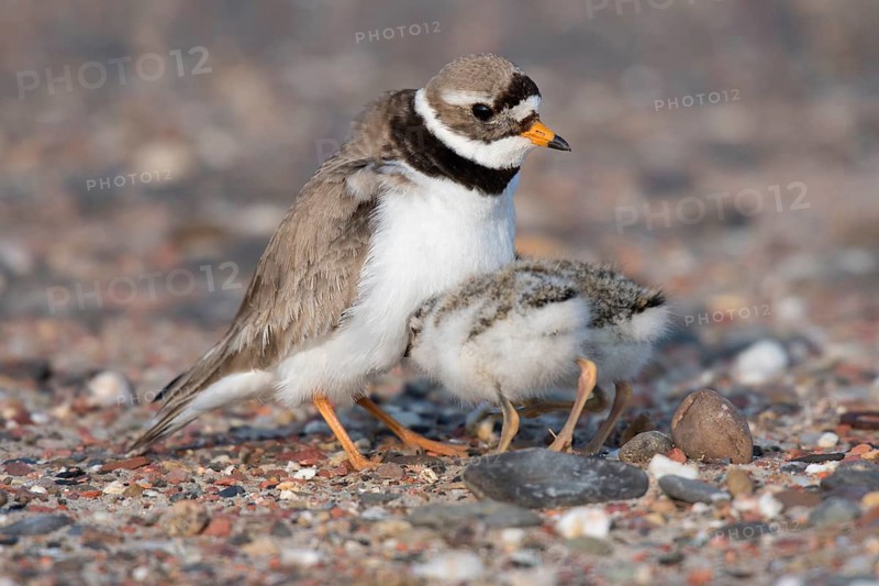 Ringed plover