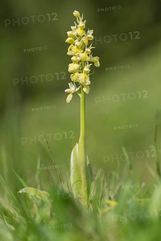 Pale pale orchid