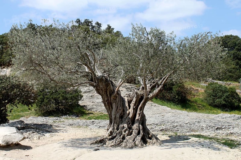 Olive tree