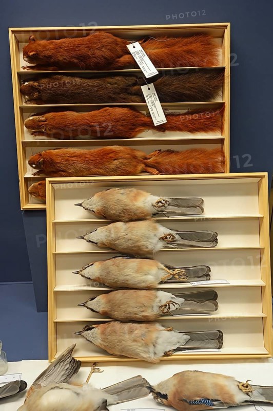Taxidermy of squirrels