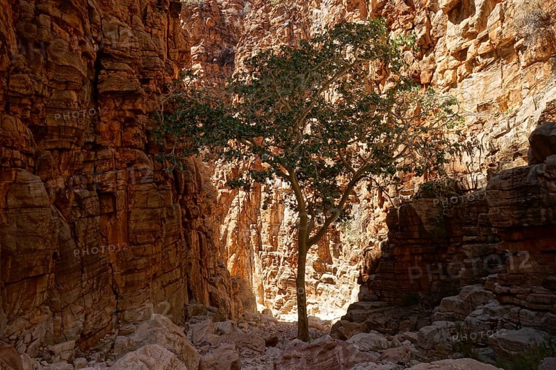 Tree in a gorge