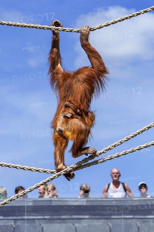 Sumatran orangutan