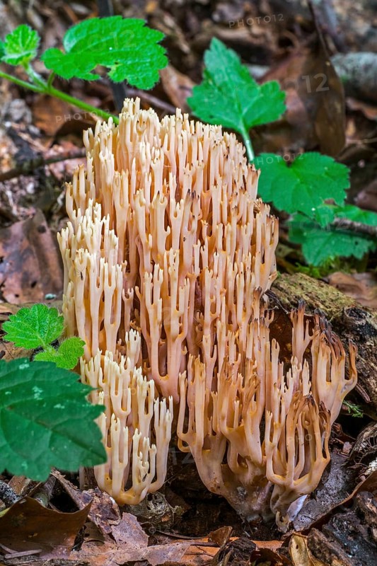 Strict-branch coral