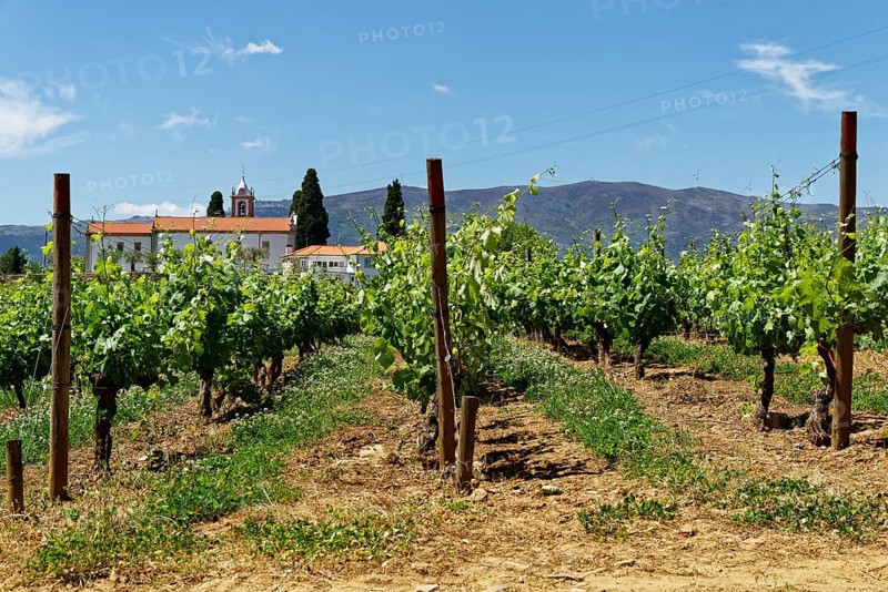Grapevines