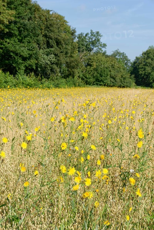 Rough hawksbeard