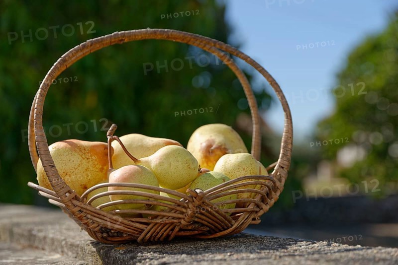 European Pear