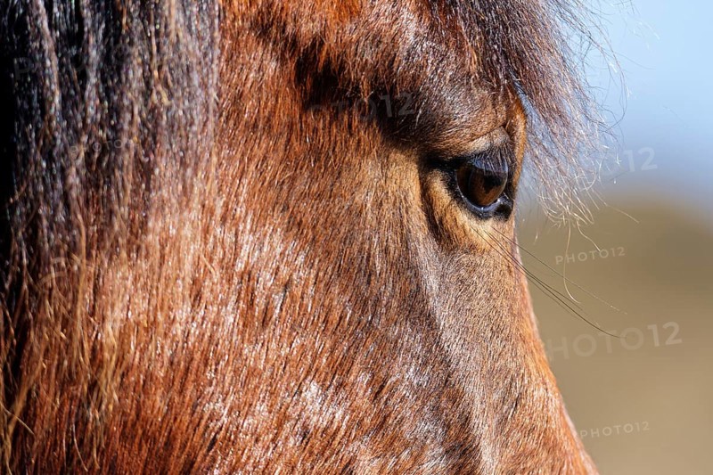 House horse