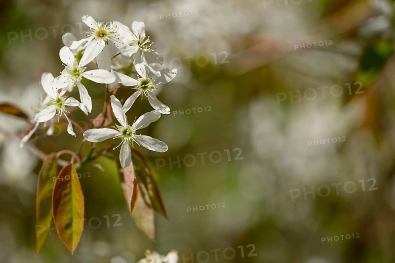 Flowers of the snowy mespilus