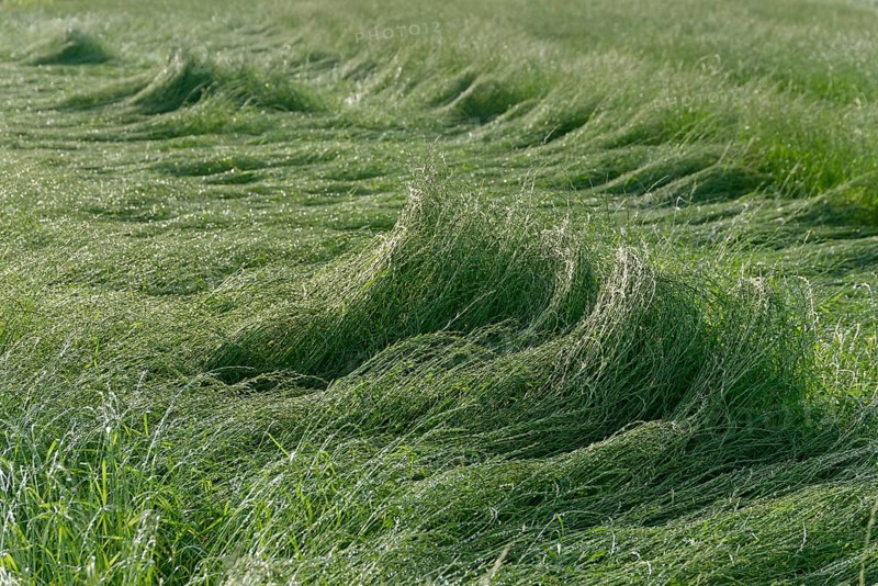 Field with perennial ryegrass
