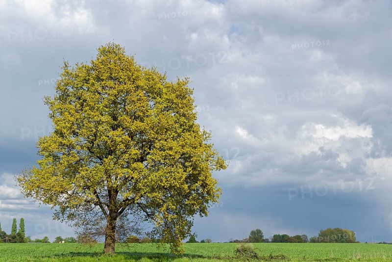 Lonely common oak