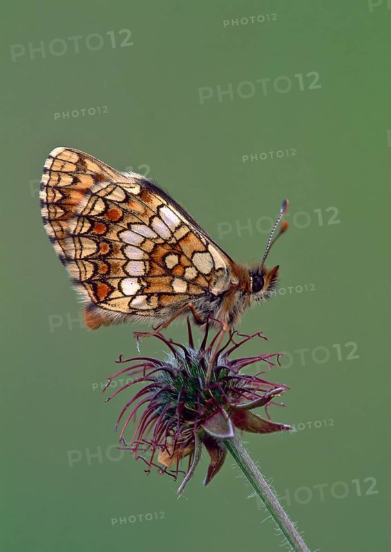 Quail Wheat Fritillary