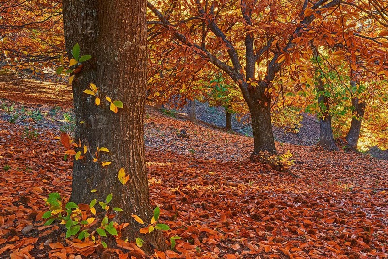 Autumn