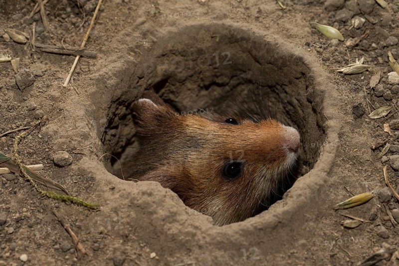European Hamster
