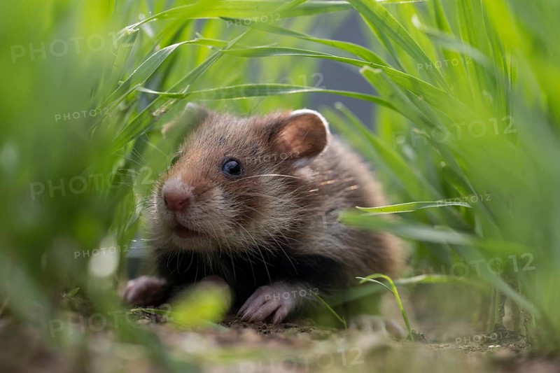 European Hamster