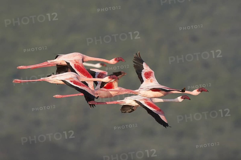 Lesser Flamingo