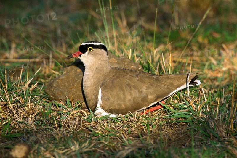 Black Headed Plover