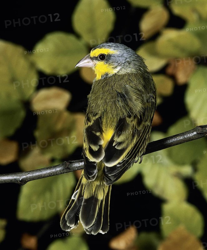 Yellow Fronted Canary