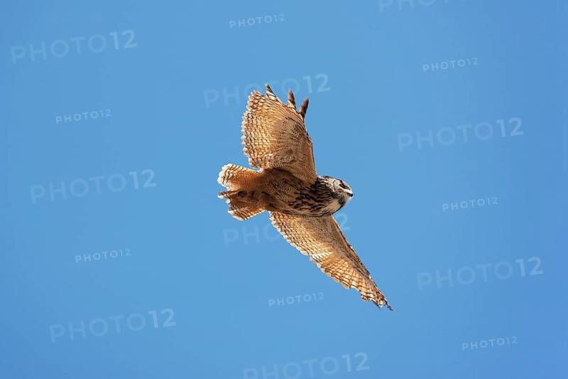 Cape Eagle Owl