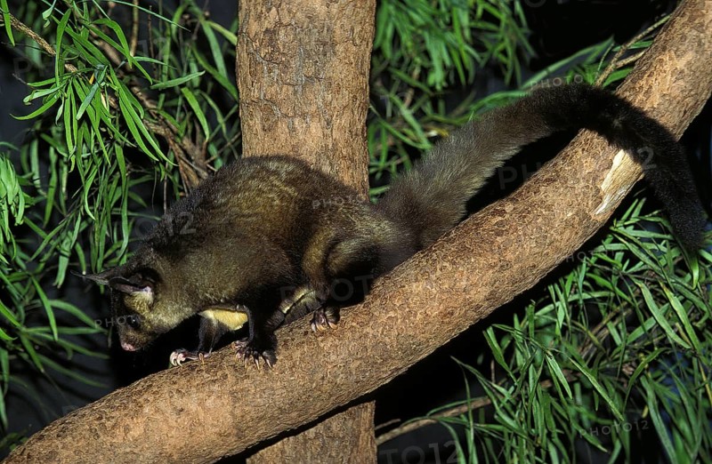 Yellow bellied glider