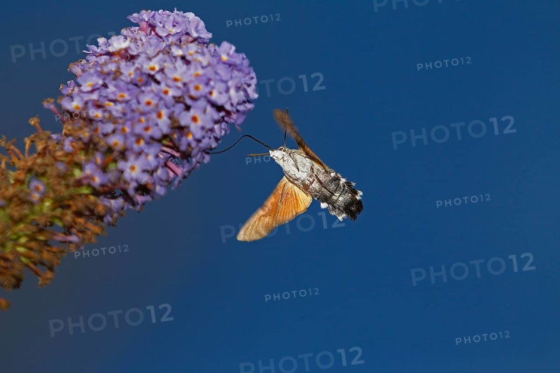 Hummingbird Hawk Moth