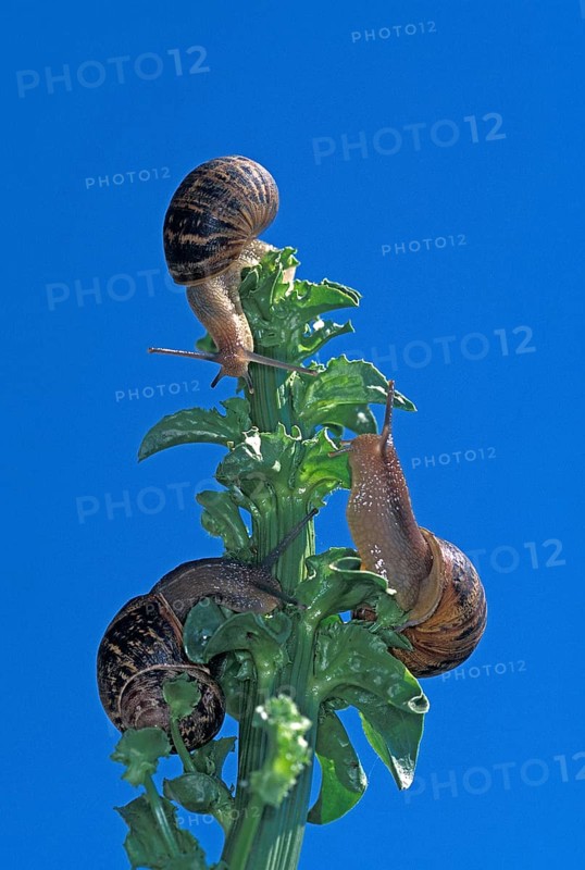 BROWN GARDEN SNAKE helix aspersa