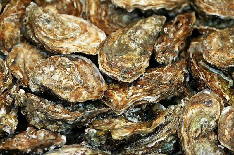 French oyster called Fine de Claire