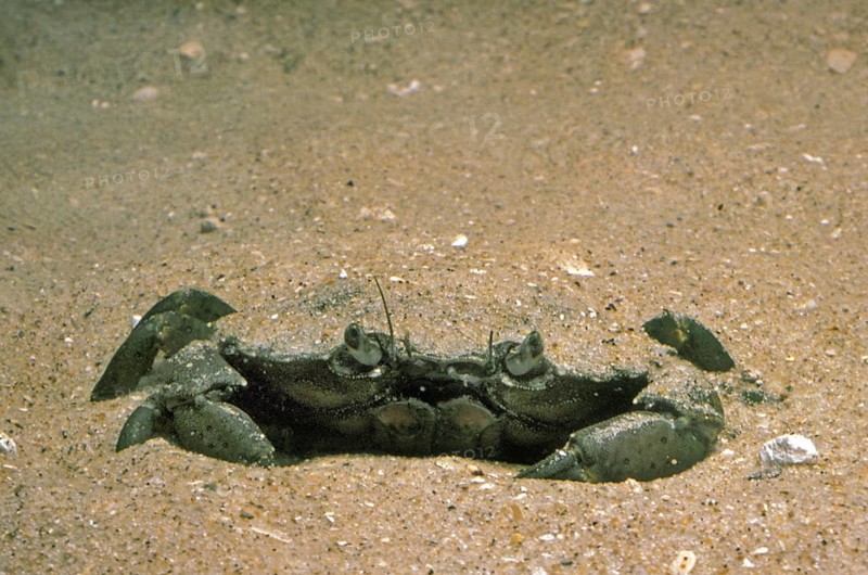 EUROPEAN European green crab