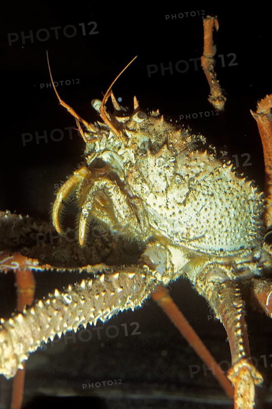 Spiny spider crab