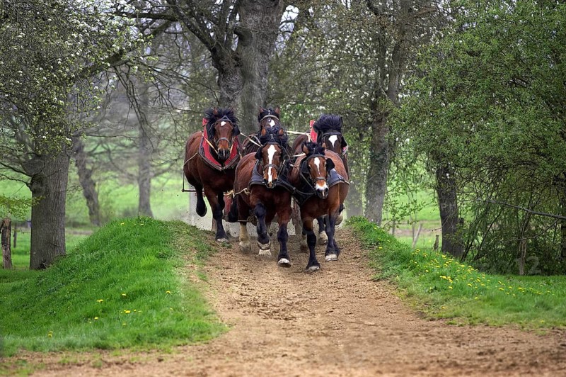 Cob Normand horse